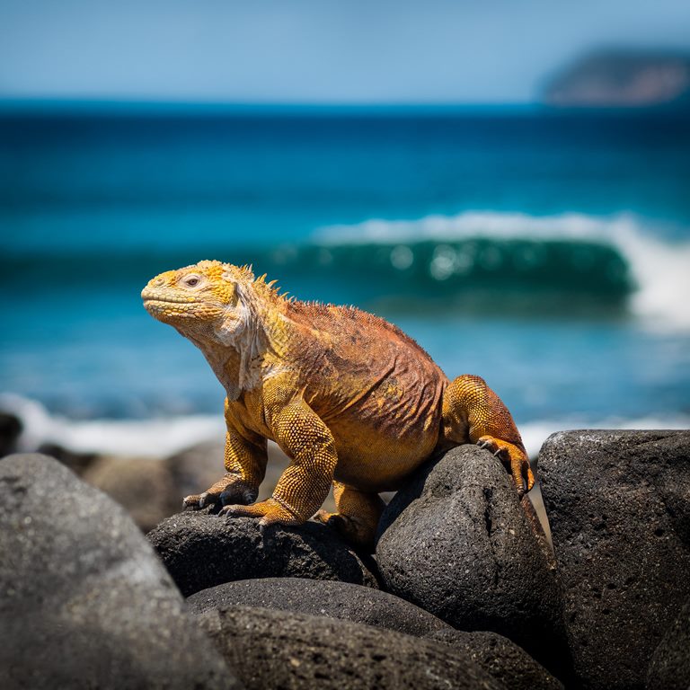 Ekwador i wyspy Galapagos - głuptaki i wikunie na równiku 17 dni