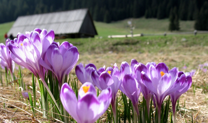 ZAKOPANE I STARY SMOKOWIEC - 3 DNI