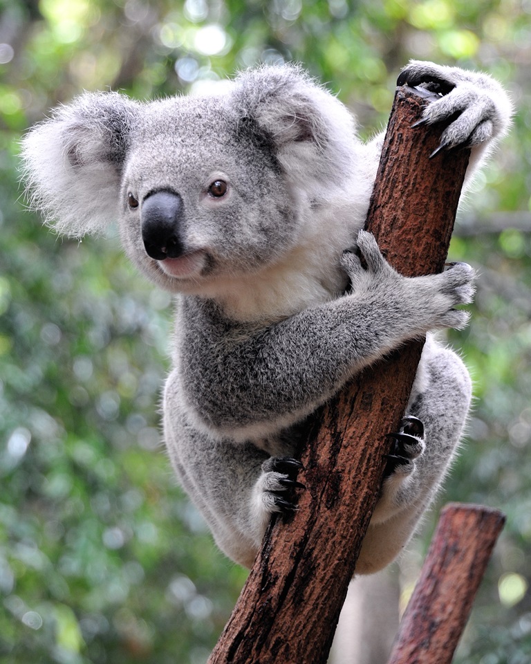Nowa Zelandia i Australia 21 dni