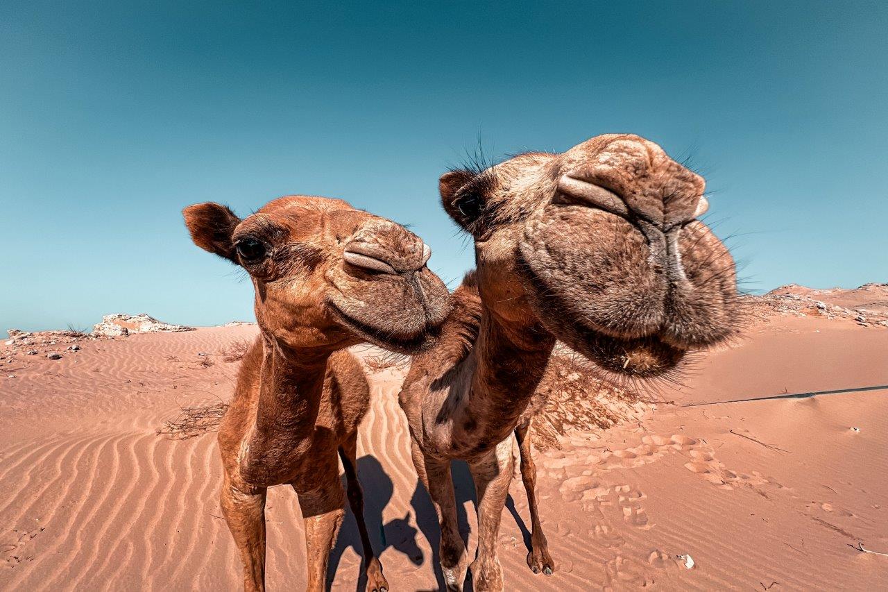 Egipt - Kair & Sharm el Sheikh - Ferie u Faraona - wylot z Warszawy (all inclusive)
