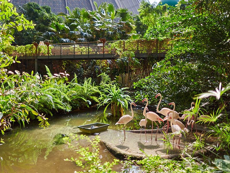 EUROTRIP - Tropem zimowej magii Europy - Tropical Islands, Disneyland, Paryż, Amsterdam, Bruksela, Berlin