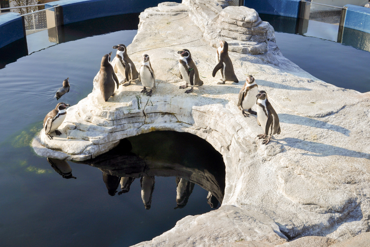 Ozeaneum - sekrety morskich głębin