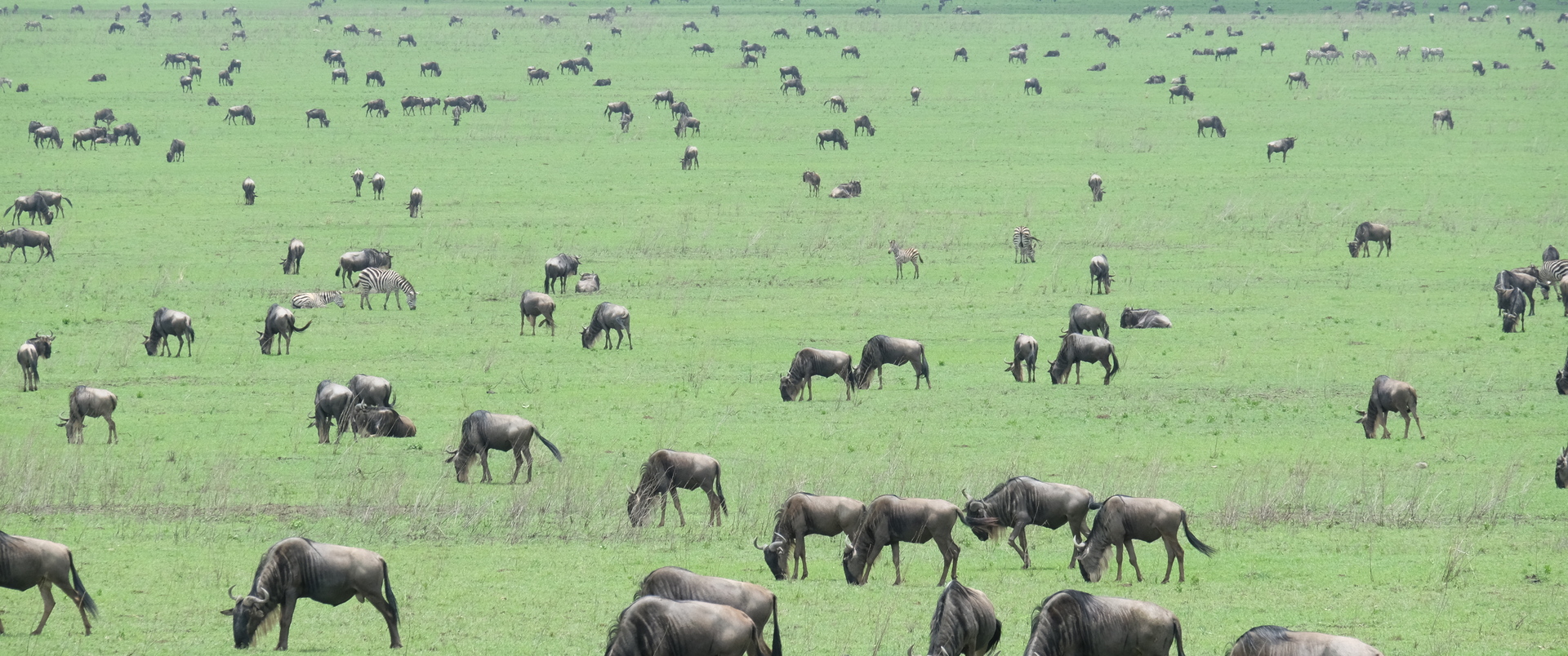 TANZANIA  - WIELKIE MIGRACJE (+ wyspa Pemba) dla koneserów