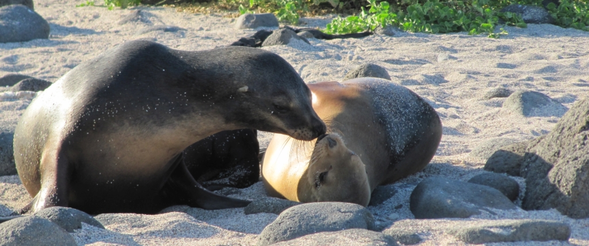 EKWADOR (+ rejs na wyspy Galapagos) dla koneserów