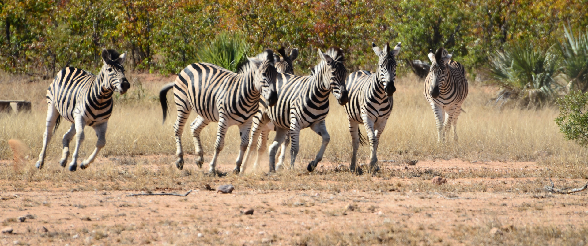 RPA - ZIMBABWE (+ opcja Botswana)