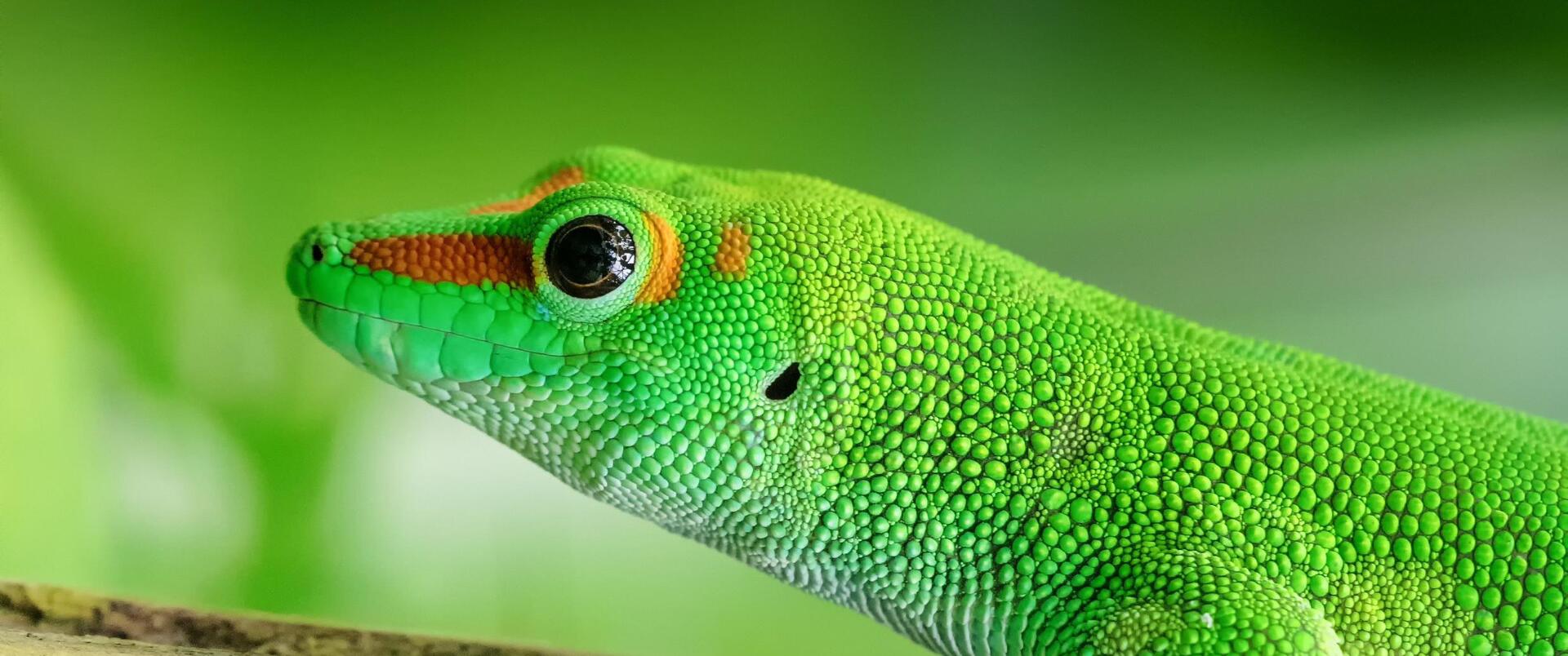 MADAGASKAR