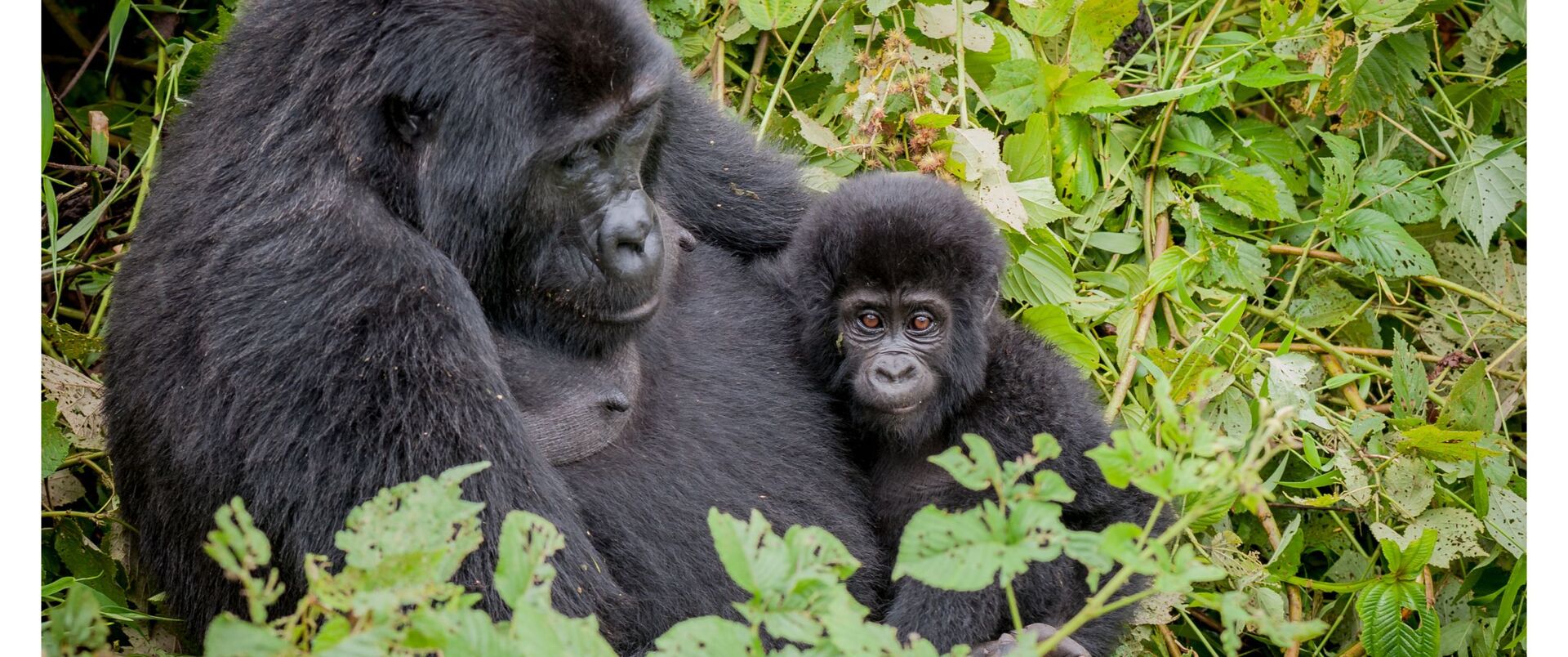 UGANDA (trekking w Górach Ruwenzori)