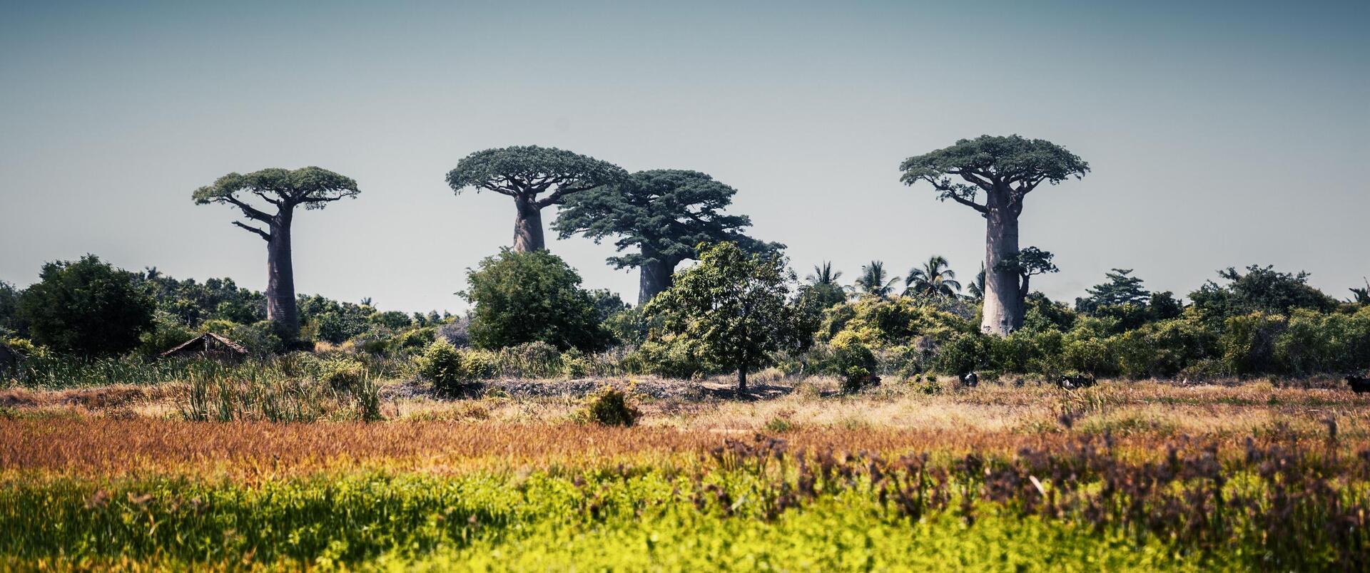MADAGASKAR