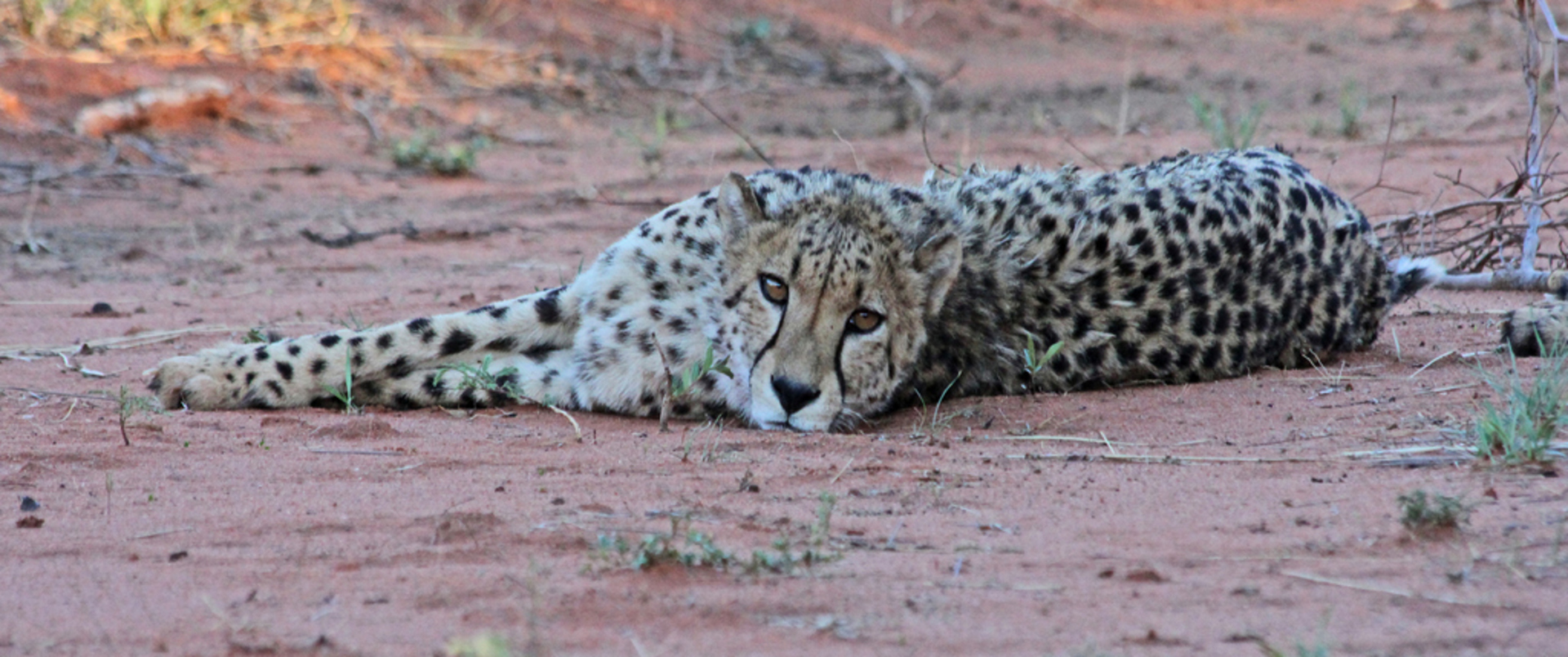 NAMIBIA - BOTSWANA - ZIMBABWE
