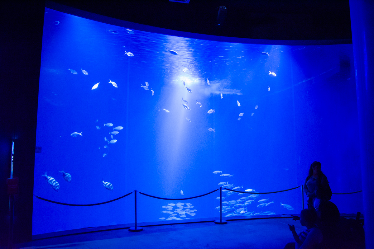 Ozeaneum - sekrety morskich głębin